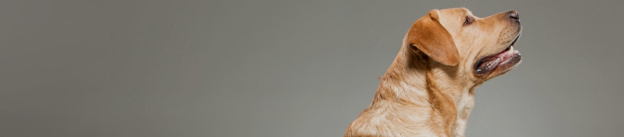 Pet Insurance