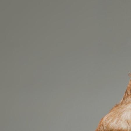 Pet Insurance